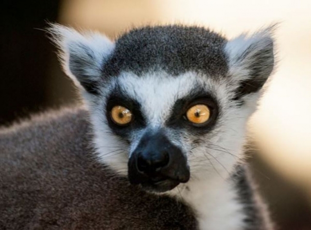  One of our lemurs